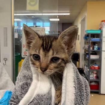 Amora -  Domestic Short Hair Cat for Adoption in West Palm Beach, Florida - Amora | PetCurious