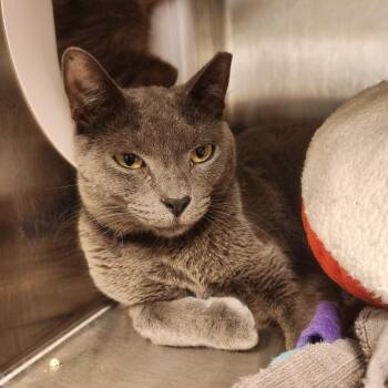 Ivan -  Domestic Short Hair Cat for Adoption in Englewood, Florida - Ivan | PetCurious