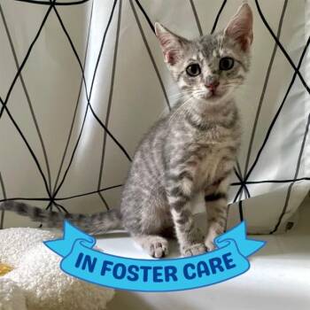 RAVINE -  Domestic Short Hair Cat for Adoption in Tallahassee, Florida - RAVINE | PetCurious