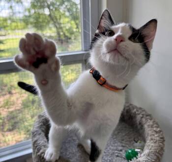 Larry George -  Domestic Short Hair Cat for Adoption in Ashland, Ohio - Larry George | PetCurious