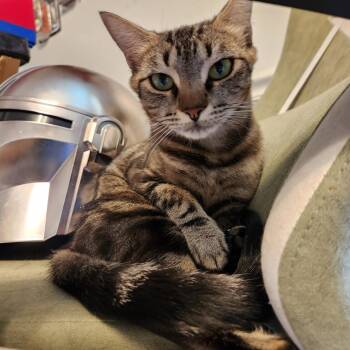 Debbie -  Domestic Short Hair Cat for Adoption in York, South Carolina - Debbie | PetCurious