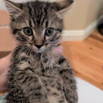Boba Armbrust -  Domestic Short Hair Cat for Adoption in Eagle Mountain, Utah - Boba Armbrust | PetCurious