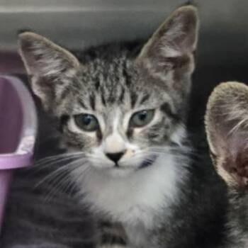 Gummy Bear -  Domestic Short Hair Cat for Adoption in Jupiter, Florida - Gummy Bear | PetCurious