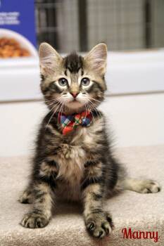Manny -  Domestic Long Hair Cat for Adoption in Vinton, Iowa - Manny | PetCurious