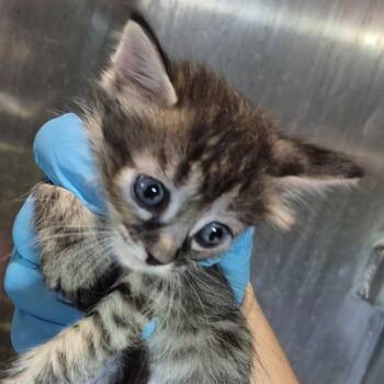 POP -  Domestic Short Hair Cat for Adoption in San Antonio, Texas - POP | PetCurious