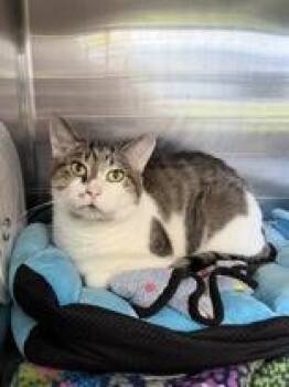 Terminator -  Domestic Short Hair Cat for Adoption in Manitowoc, Wisconsin - Terminator | PetCurious