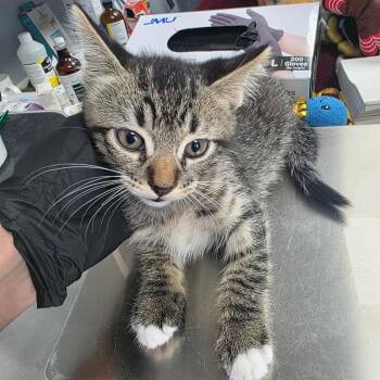Dougle -  Domestic Short Hair Cat for Adoption in Duncan, Oklahoma - Dougle | PetCurious