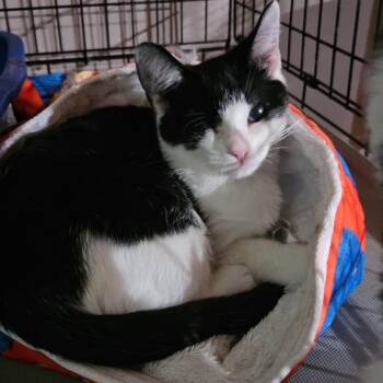 Rescue Domestic Short Hair Cats for Adoption in Kirklin, Indiana - Carter | PetCurious