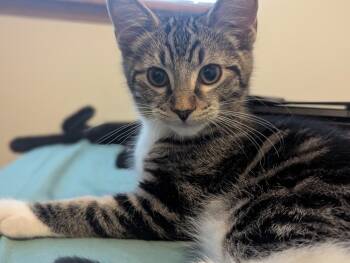 Domestic Short Hair Cats Available for Adoption - Honey Bun | PetCurious