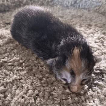 Reese -  Domestic Short Hair Cat for Adoption in Jefferson City, Tennessee - Reese | PetCurious