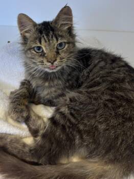 Conan -  Domestic Medium Hair Cat for Adoption in Greenfield, Indiana - Conan | PetCurious