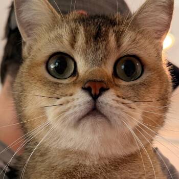 Susan -  British Shorthair Cat for Adoption in Inman, South Carolina - Susan | PetCurious