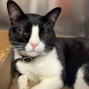 WAGS-Stray-22031 -  Domestic Short Hair Cat for Adoption in Westminster, California - WAGS-Stray-22031 | PetCurious