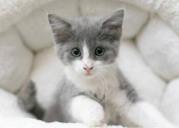 Hulk -  Domestic Short Hair Cat for Adoption in Sedalia, Colorado - Hulk | PetCurious
