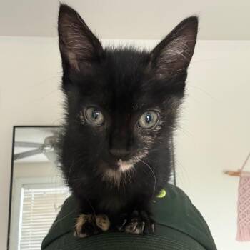 Elsie -  Domestic Short Hair Cat for Adoption in Gainesville, Florida - Elsie | PetCurious