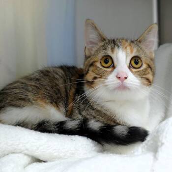 Oatmeal -  Domestic Short Hair Cat for Adoption in Michigan City, Indiana - Oatmeal | PetCurious