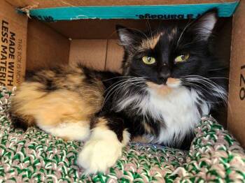 Zsa Zsa (keys) -  American Bobtail Cat for Adoption in Duluth, Minnesota - Zsa Zsa (keys) | PetCurious