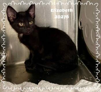 ELIZABETH -  Domestic Short Hair and Bombay Cat for Adoption in Marietta, Georgia - ELIZABETH | PetCurious