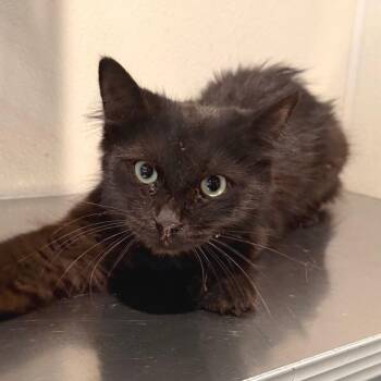 IVHS-Stray-143788 -  Domestic Medium Hair Cat for Adoption in San Gabriel, California - IVHS-Stray-143788 | PetCurious