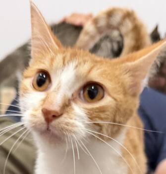 Orange Float -  Domestic Short Hair Cat for Adoption in Sault Ste. Marie, Michigan - Orange Float | PetCurious
