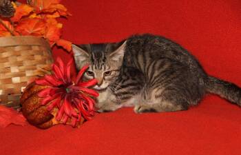 Rescue Tabby and Domestic Short Hair Cats for Adoption in Marietta, Ohio - Chanterelle (Photos 9/1/2025) | PetCurious