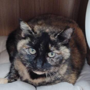 Domestic Short Hair Cats Available for Adoption - Stella | PetCurious