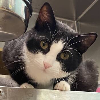 Rescue Domestic Short Hair Cats for Adoption in Cumming, Georgia - Hawkins | PetCurious