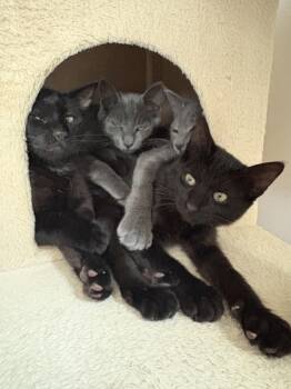 Kitten Zulu -  Domestic Short Hair Cat for Adoption in Seal Beach, California - Kitten Zulu | PetCurious