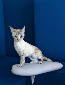 Buttermilk -  Siamese and Burmese Cat for Adoption in Syosset, New York - Buttermilk | PetCurious