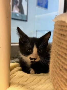 Furcules -  Domestic Short Hair Cat for Adoption in Charleston, South Carolina - Furcules | PetCurious