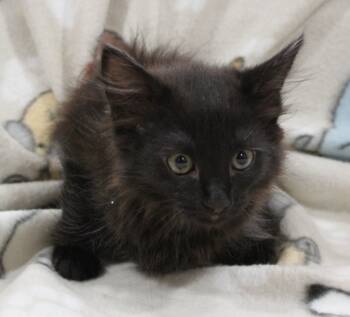 Rescue Domestic Short Hair Cats for Adoption in Vacaville, California - Dahlia | PetCurious