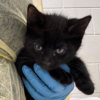 Greg -  Domestic Short Hair Cat for Adoption in Murray, Utah - Greg | PetCurious