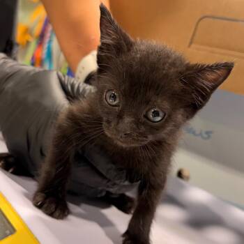 Daphne -  Domestic Short Hair Cat for Adoption in Tampa, Florida - Daphne | PetCurious