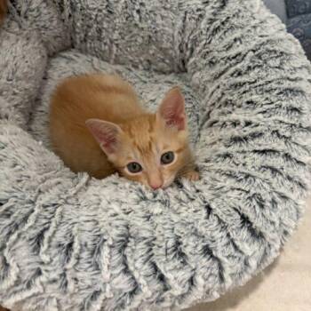 rabbit -  Domestic Short Hair Cat for Adoption in Tampa, Florida - Rabbit | PetCurious