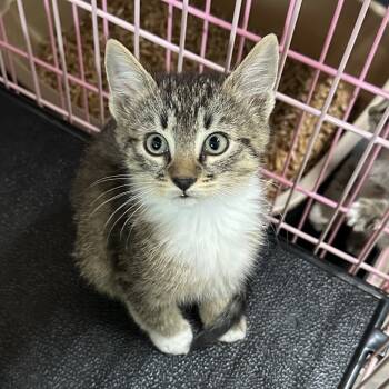 Rescue Domestic Short Hair Cats for Adoption in Priest River, Idaho - Utrillo | PetCurious