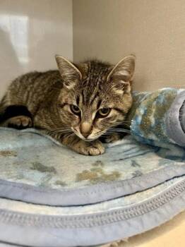 Cyprus, Cairo and Canary Bonded Pair or Companion Cat -  Domestic Short Hair Cat for Adoption in Hamilton, Ontario - Cyprus, Cairo And Canary Bonded Pair Or Companion Cat | PetCurious