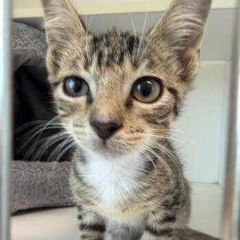 Kitty Softpaws -  Domestic Short Hair Cat for Adoption in League City, Texas - Kitty Softpaws | PetCurious