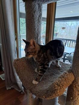 Domestic Short Hair Cats Available for Adoption - Anastasia, Willow Grove Area (FCID 01/21/2026-152) | PetCurious