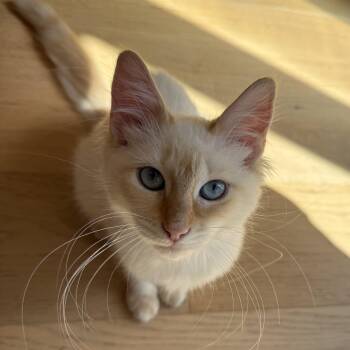 Peaches -  Siamese and Domestic Long Hair Cat for Adoption in Satsuma, Alabama - Peaches | PetCurious