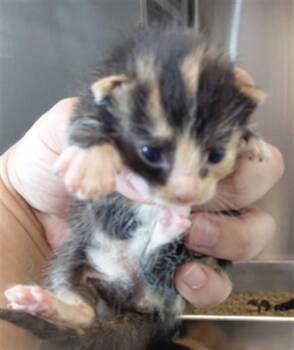 A661668 -  Domestic Short Hair Cat for Adoption in Houston, Texas - A661668 | PetCurious