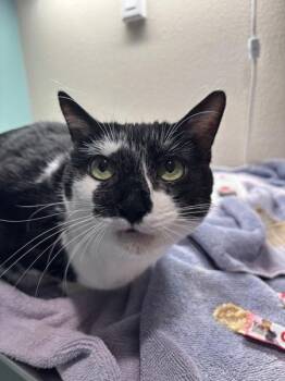 Nieves -  Domestic Short Hair Cat for Adoption in Sherwood, Oregon - Nieves | PetCurious