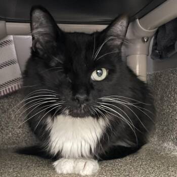 Domestic Medium Hair Cats Available for Adoption in Chicago, Illinois - Little Bat | PetCurious
