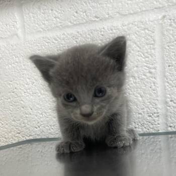 Domestic Short Hair Cats Available for Adoption in Edinburg, Texas - Yara Grey Y1 | PetCurious