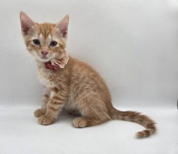TaoTao -  Domestic Short Hair and Tabby Cat for Adoption in Magnolia Springs, Alabama - TaoTao | PetCurious