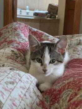 Pixie -  Domestic Short Hair Cat for Adoption in Wheaton, Illinois - Pixie | PetCurious