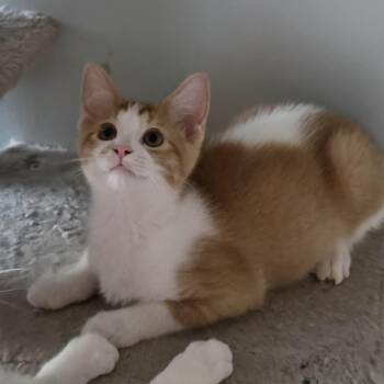 Agnes - Loving & Snuggly -  Domestic Short Hair Cat for Adoption in Hamilton, Ontario - Agnes - Loving & Snuggly | PetCurious