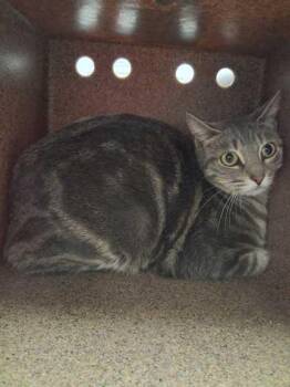 Domestic Short Hair Cats Available for Adoption in Sevierville, Tennessee - Skitz | PetCurious