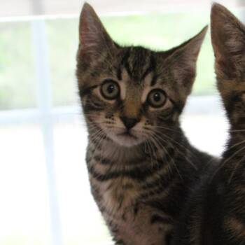 Domestic Short Hair Cats Available for Adoption in Gloucester, Virginia - Sun Chip | PetCurious