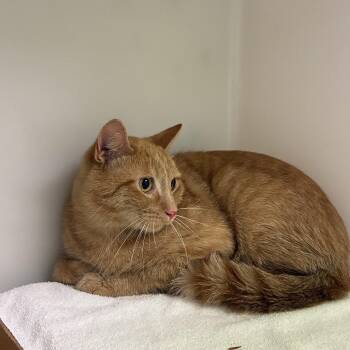 72404 -  Domestic Short Hair Cat for Adoption in Harrisonburg, Virginia - 72404 | PetCurious