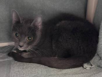 BLUE MOON -  Domestic Short Hair Cat for Adoption in Derwood, Maryland - BLUE MOON | PetCurious